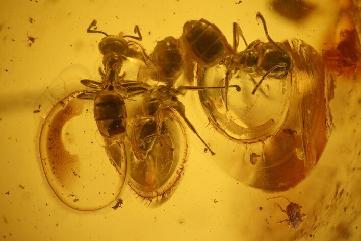 Four Detailed Fossil Ants (Formicidae) In Baltic Amber #139062